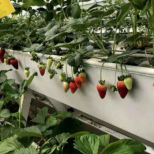 2020 Hot Sale Factory Wholesale Strawberry Hydroponic Growing Systems Agriculture Farm Soilless Strawberry Planting Gutter